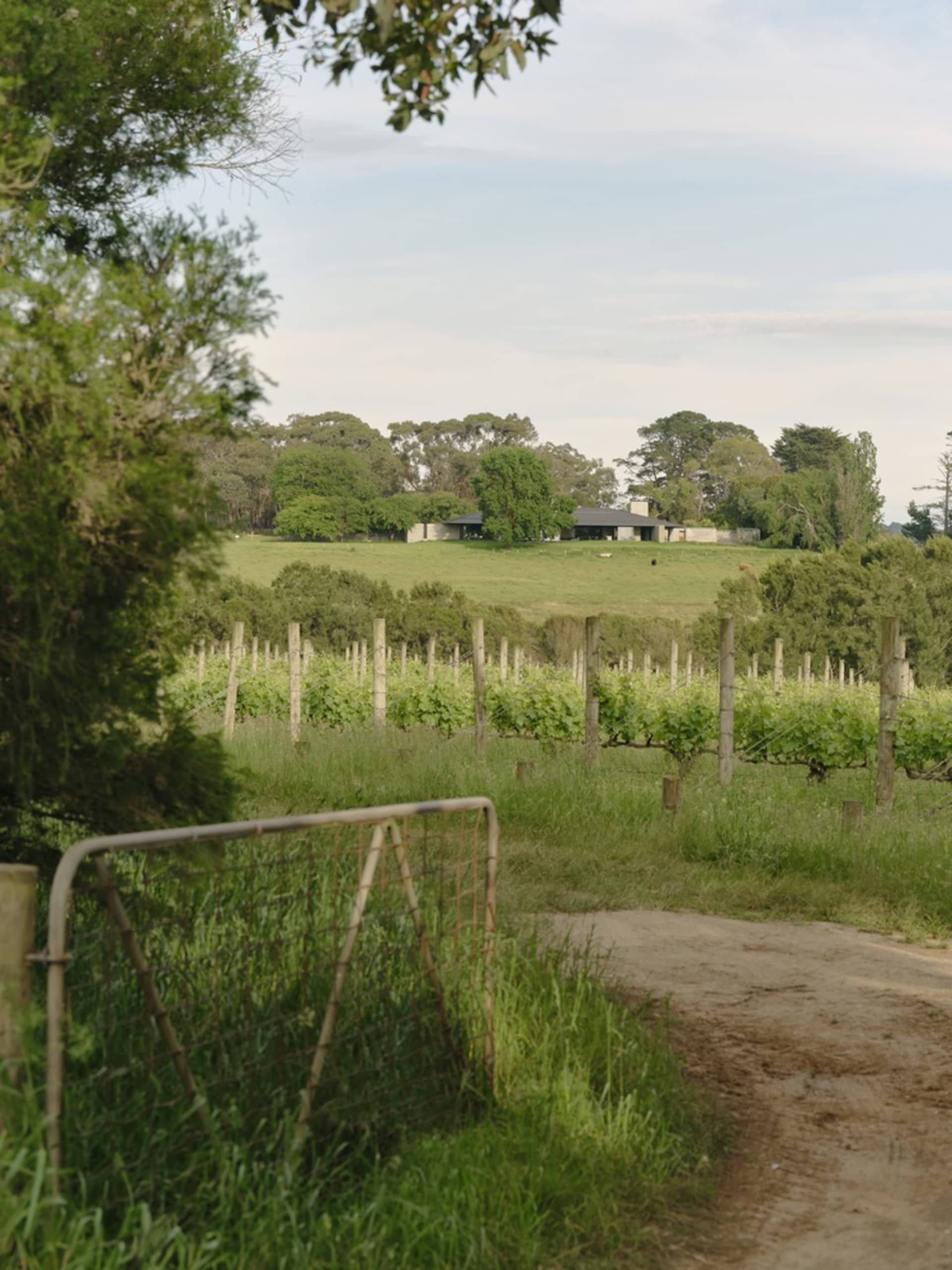 A pathway lined with lush greenery and trees on either side with a grape vineyard in the background.