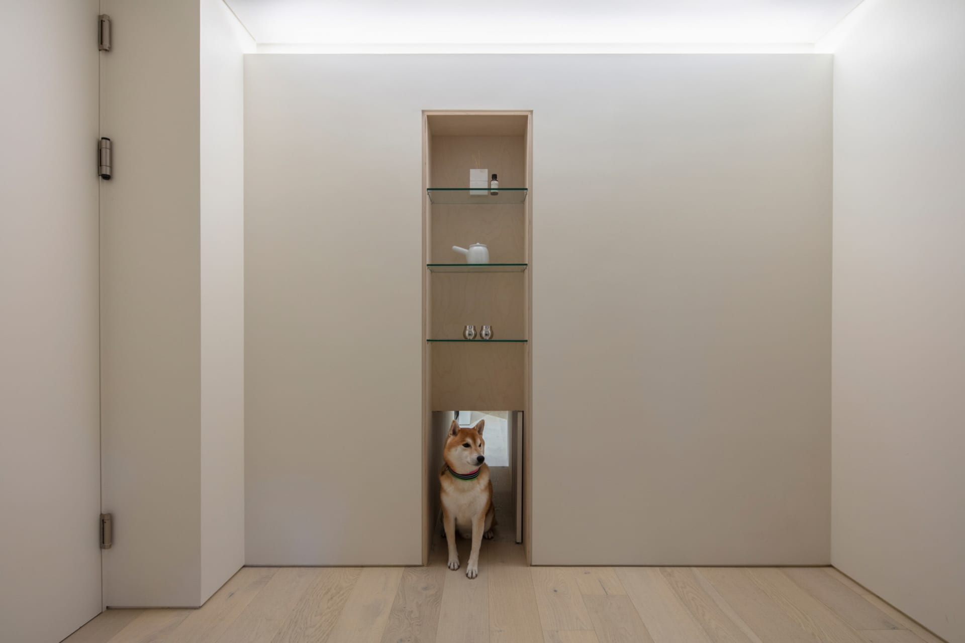 A minimalist room with a brown dog sitting on a wooden floor, next to a shelf with glass shelves.