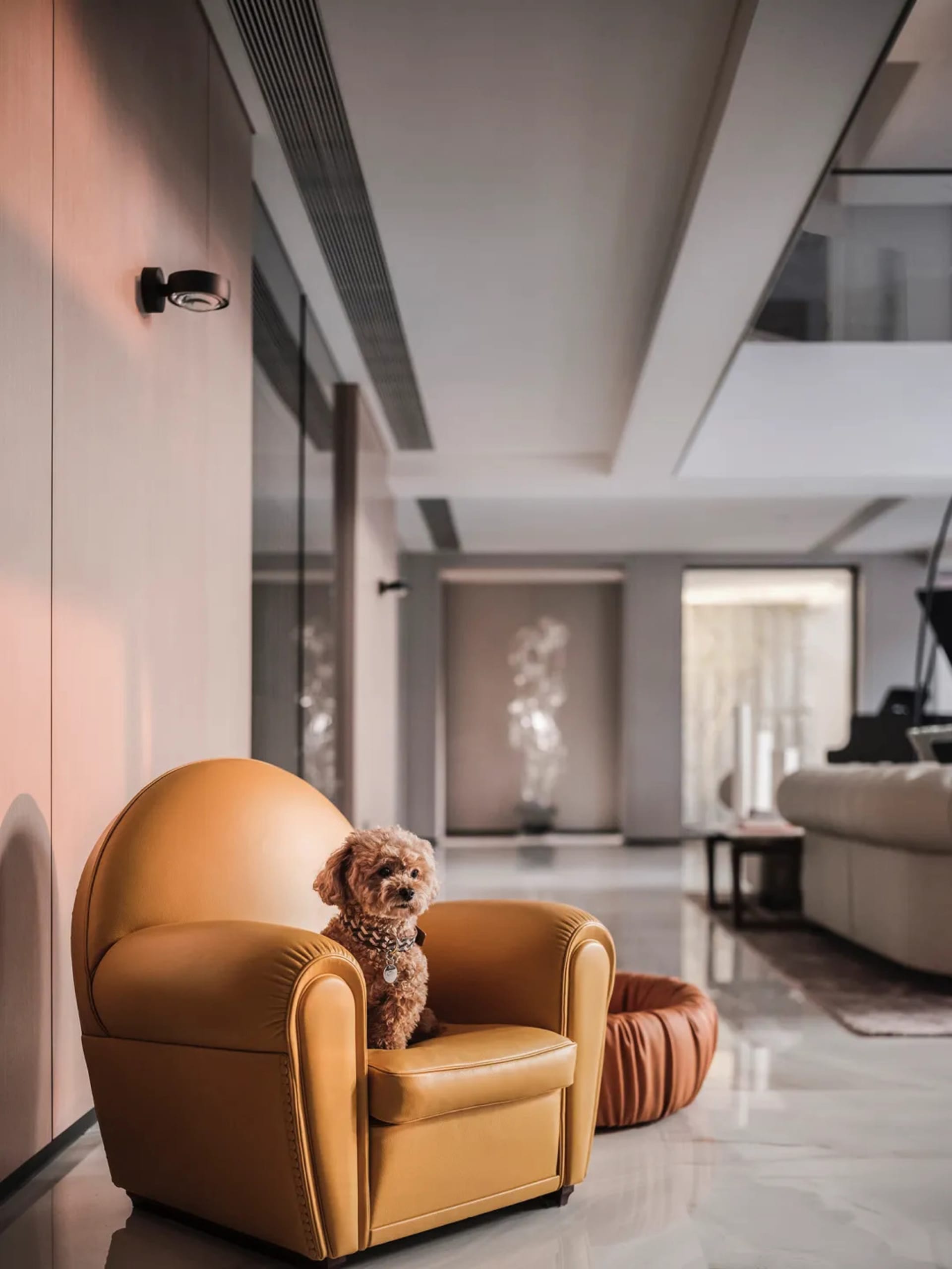 A small, brown dog sitting on a mustard yellow leather armchair.