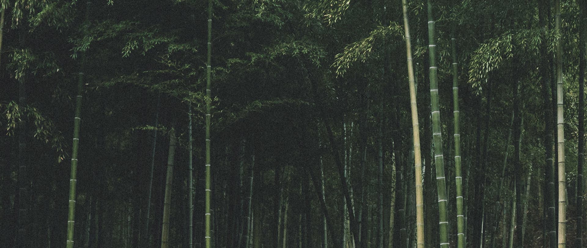 A dense bamboo forest with tall, green stalks and lush green leaves.