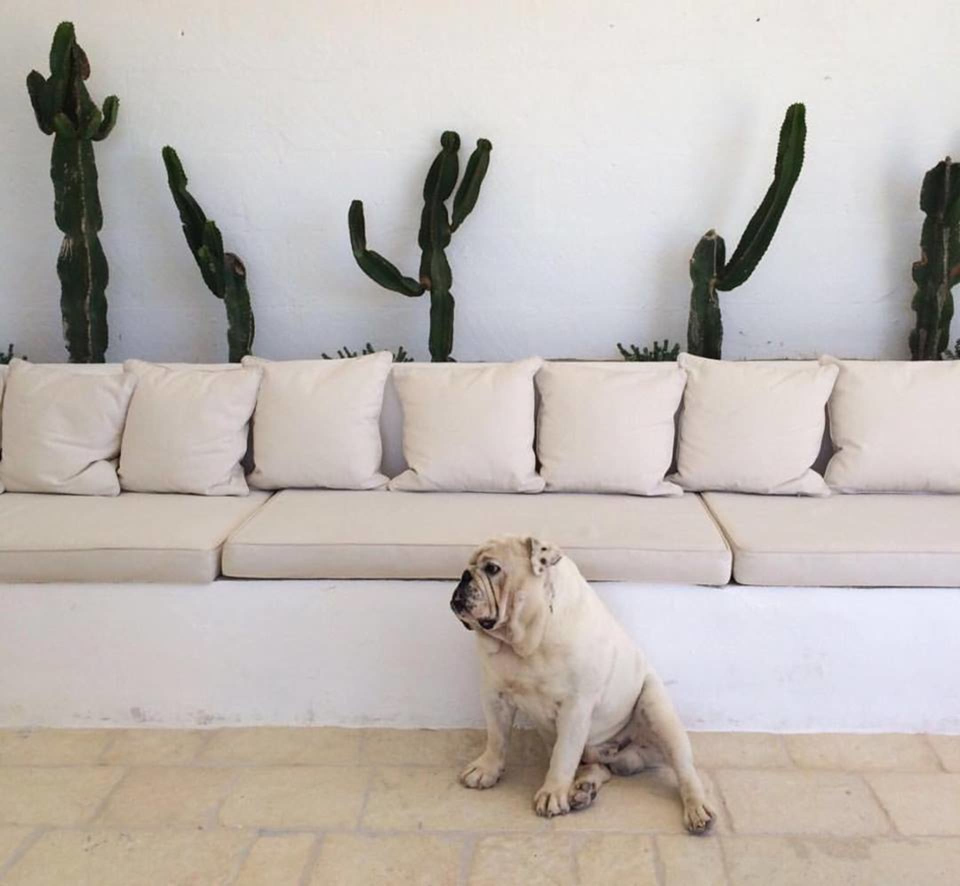 A minimalist white cushion sofa adorned with a variety of striking green cactus plants and accompanied by a charming bulldog.