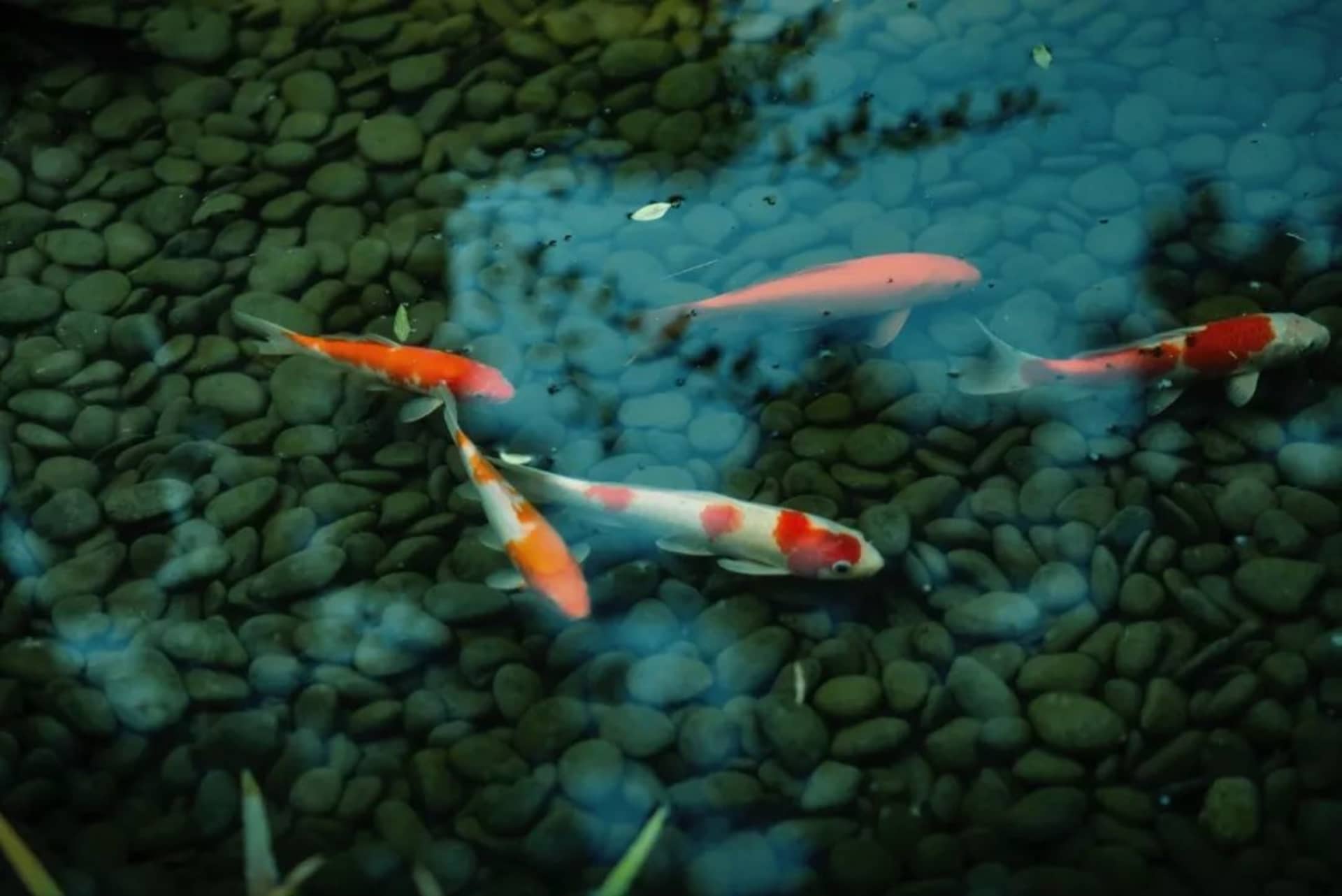 水族箱內色彩繽紛的魚兒在水中游動，周圍環繞岩石