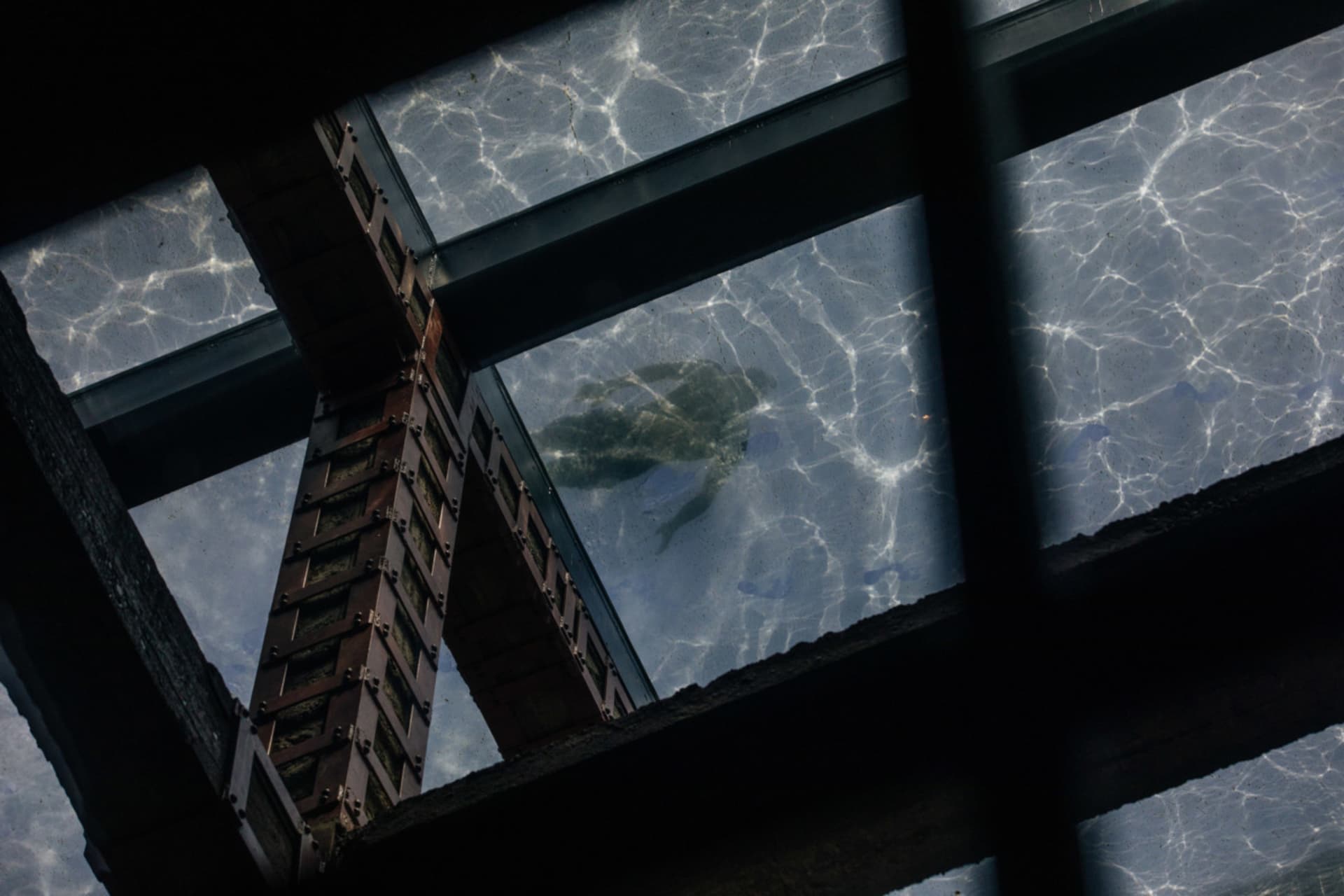 A glass structure with a sea turtle swimming inside viewed through a window.