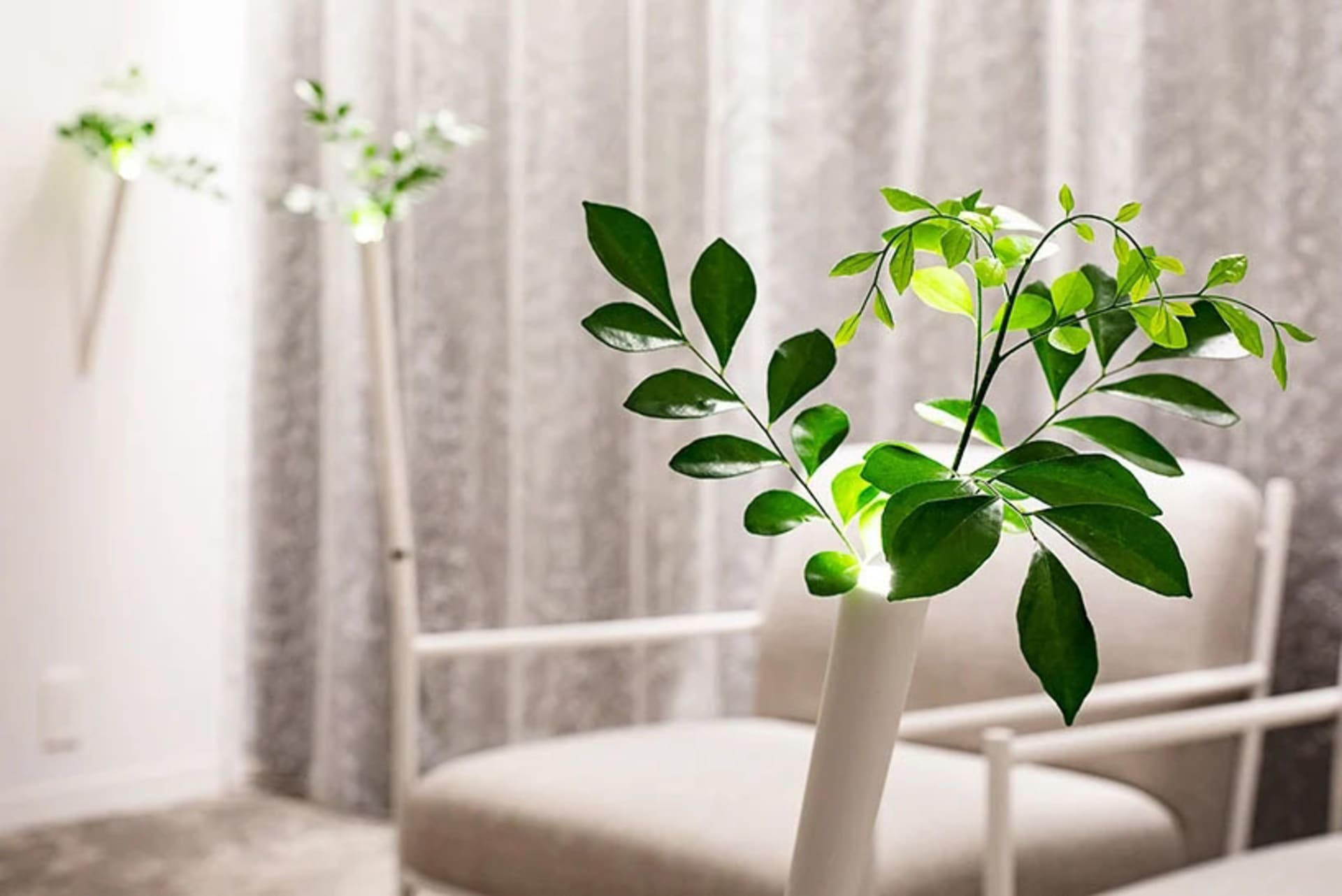 A minimalist green plant sitting in a sleek, white vase in a modern interior space.