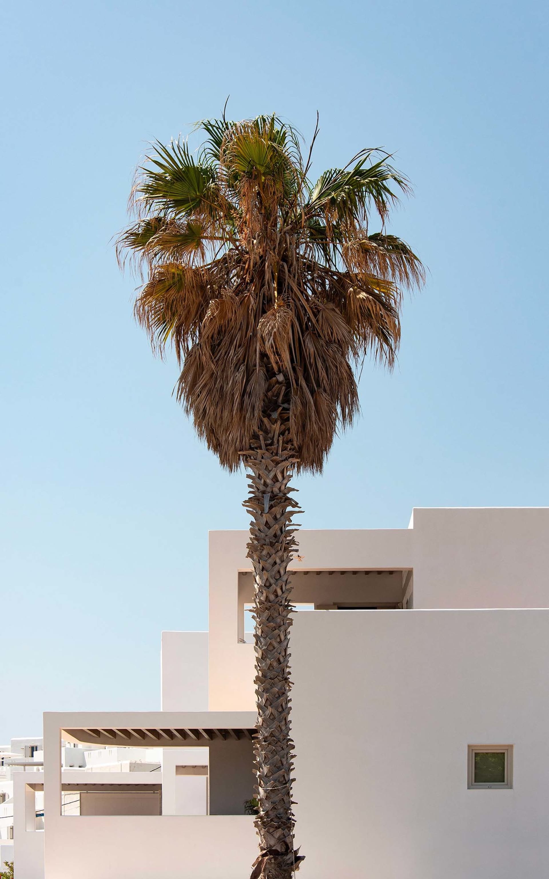 Concrete building exterior on a clear day with a palm tree.