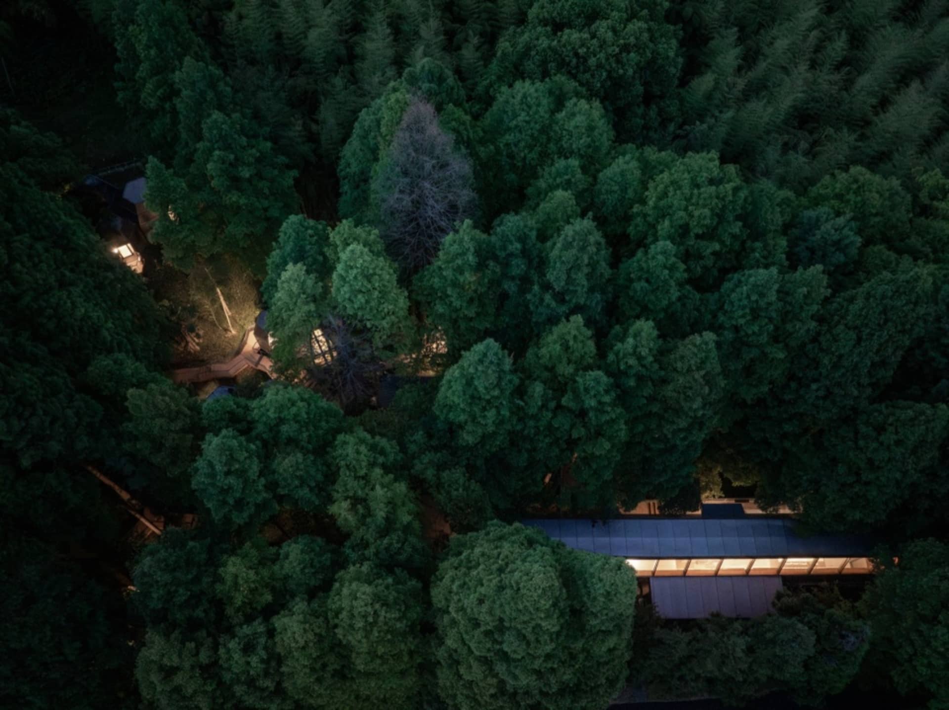 俯瞰現代住宅樹屋隱身於茂密森林之中，展現永續生活與建築