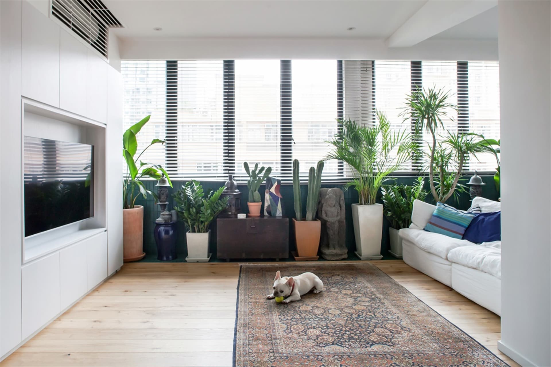 Modern living room with white furniture, wooden floor, and plants. A cozy space with a French Bulldog playing with a ball on