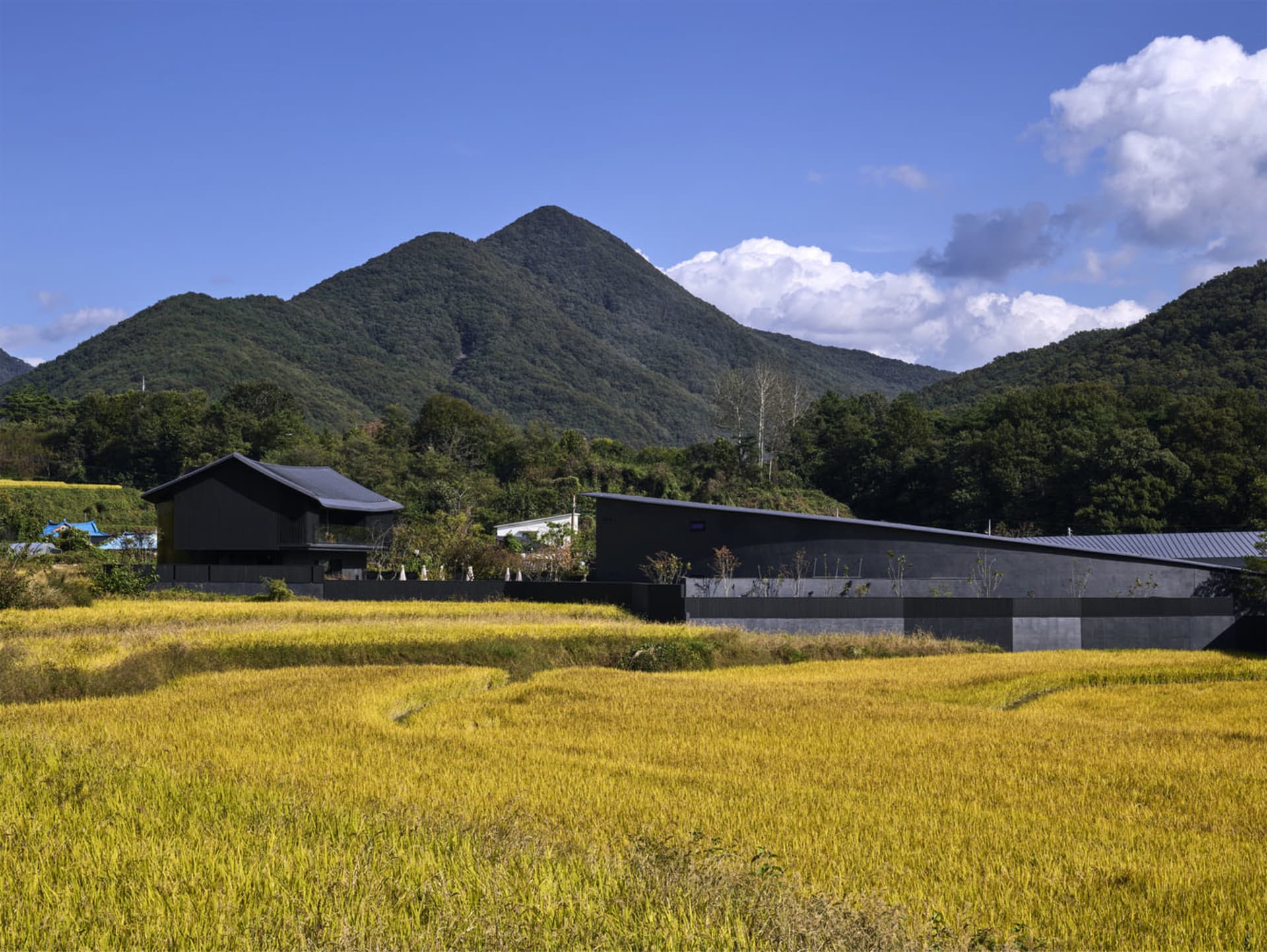 A modern house with a black exterior stands in a lush green field with a mix of yellow and green grass