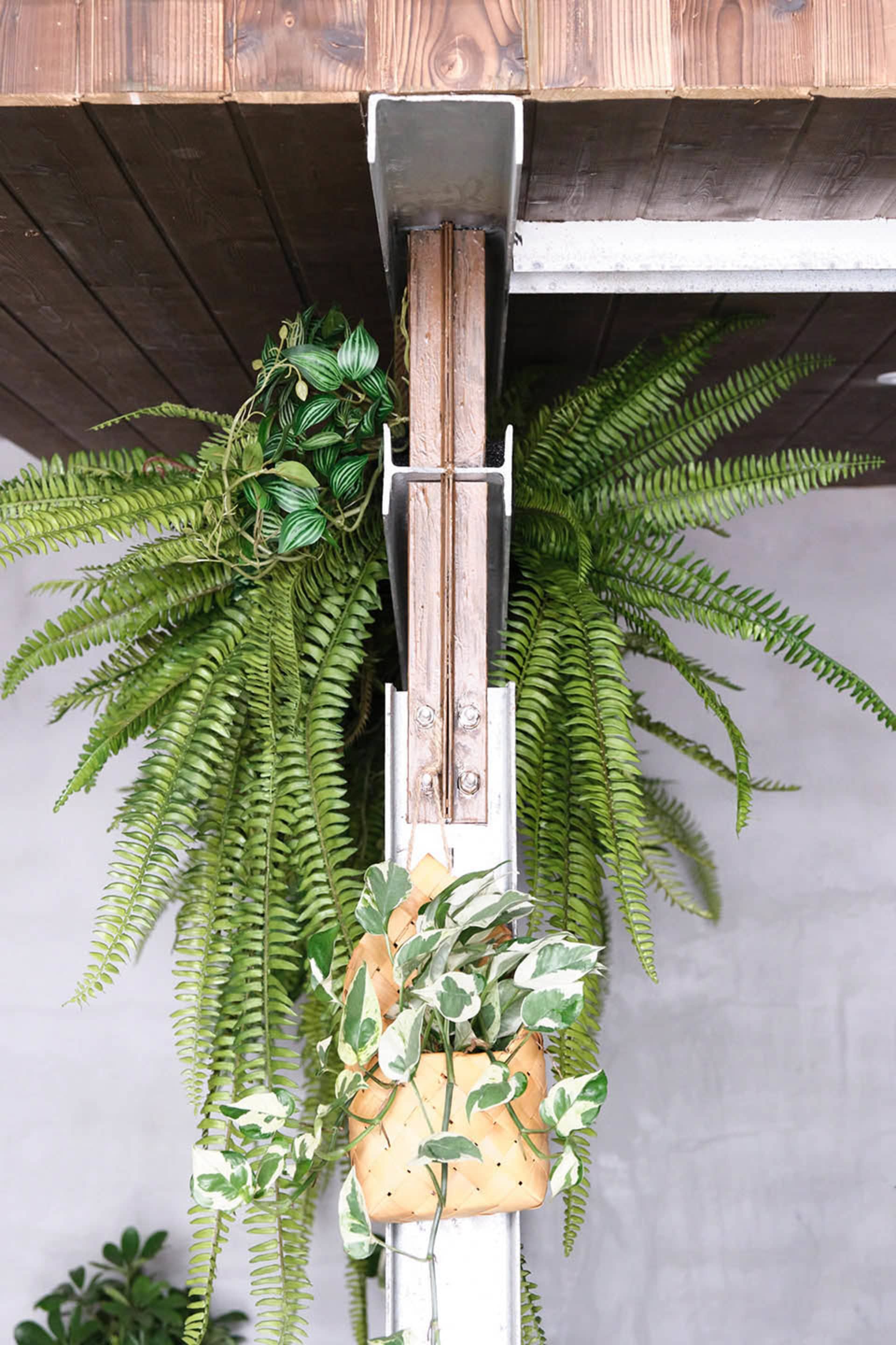 A calm and inviting indoor space with a wooden doorway, two potted plants, and a large green plant hanging above the doorway