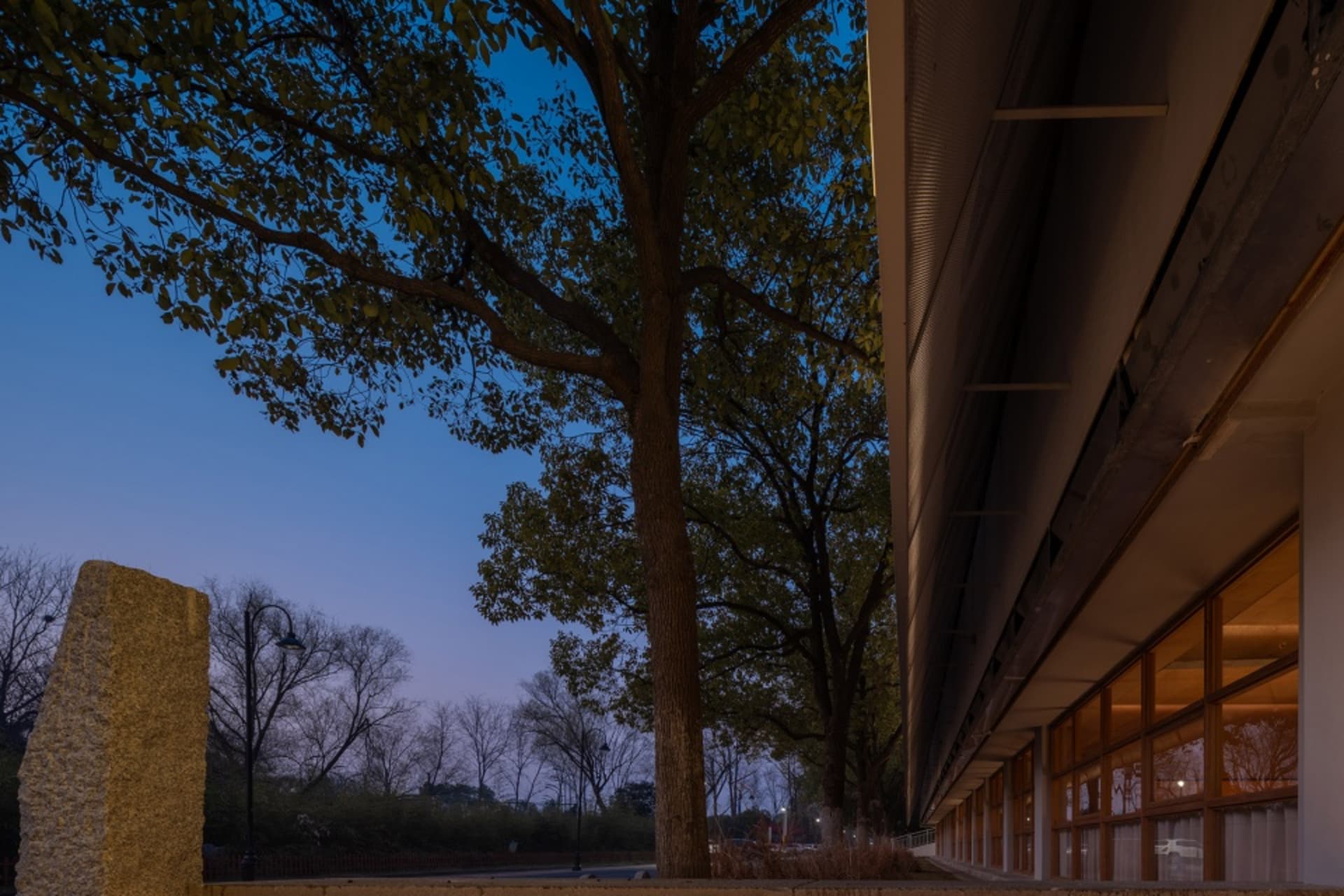 A modern building with a row of windows and a large tree in front, creating a sense of depth and contrast between nature and architecture