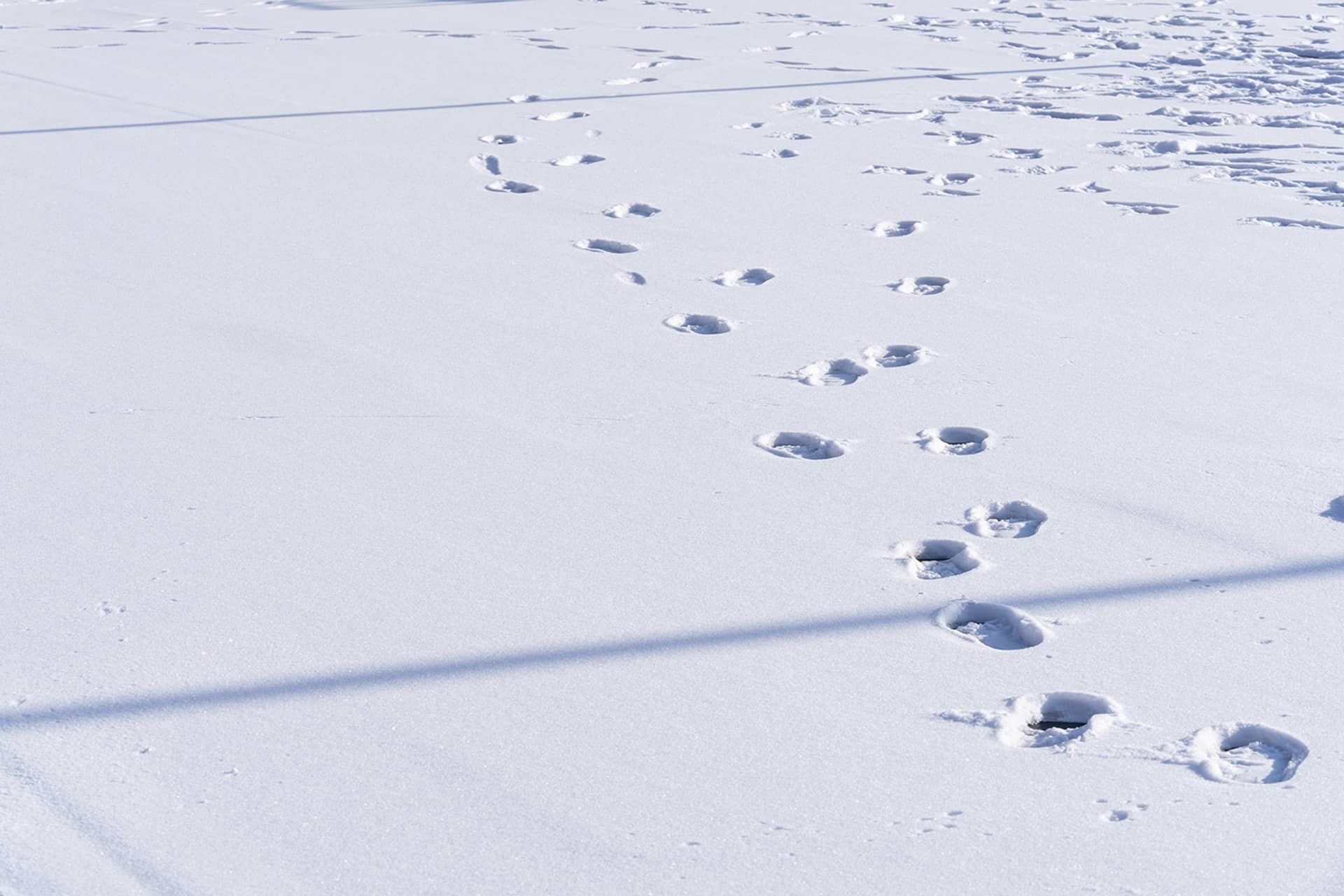 A winter scene with footprints on a snowy ground, indicating multiple people have walked through the area