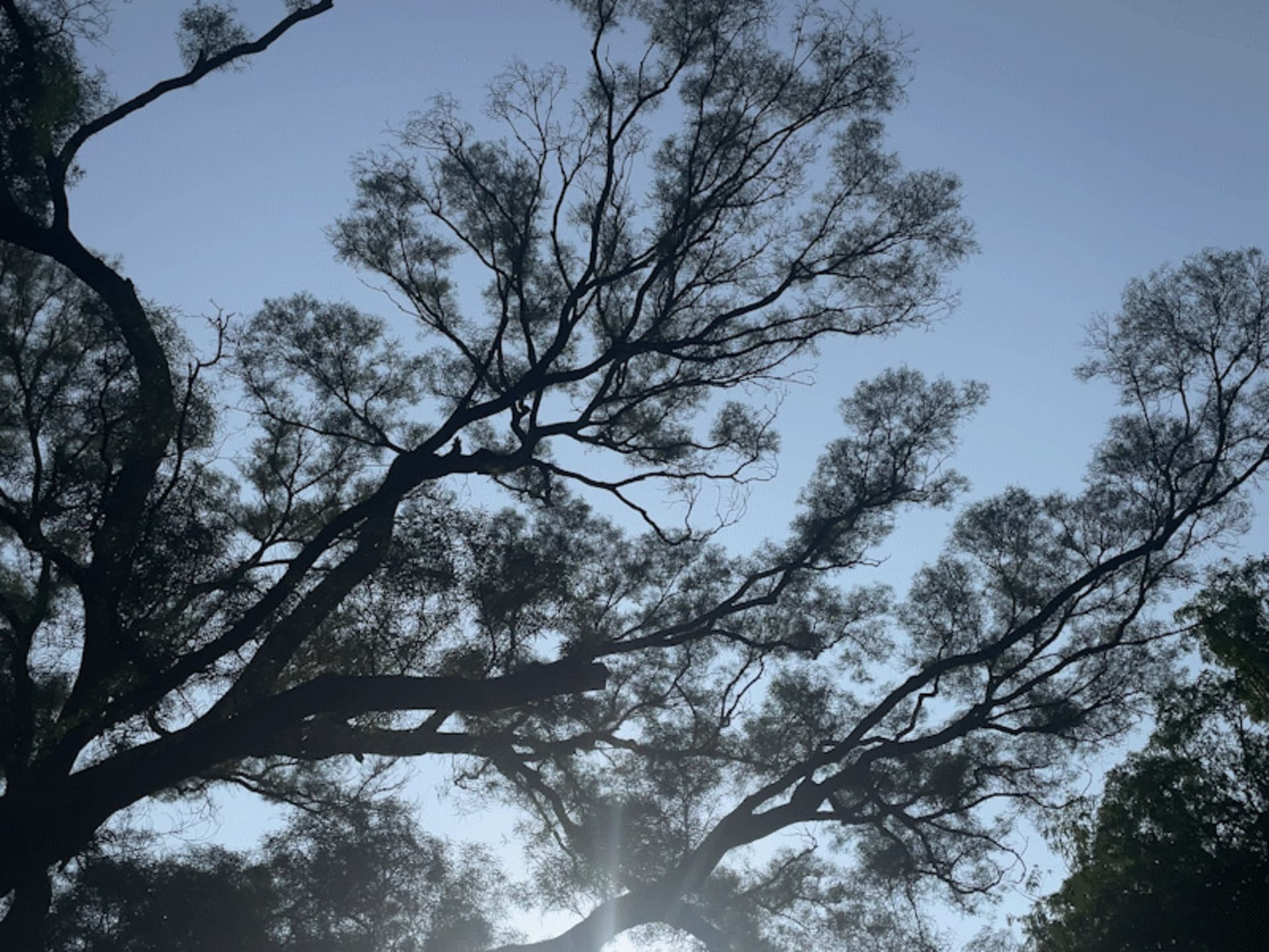 被樹木環繞的寧靜戶外空間，陽光在地面投下樹影