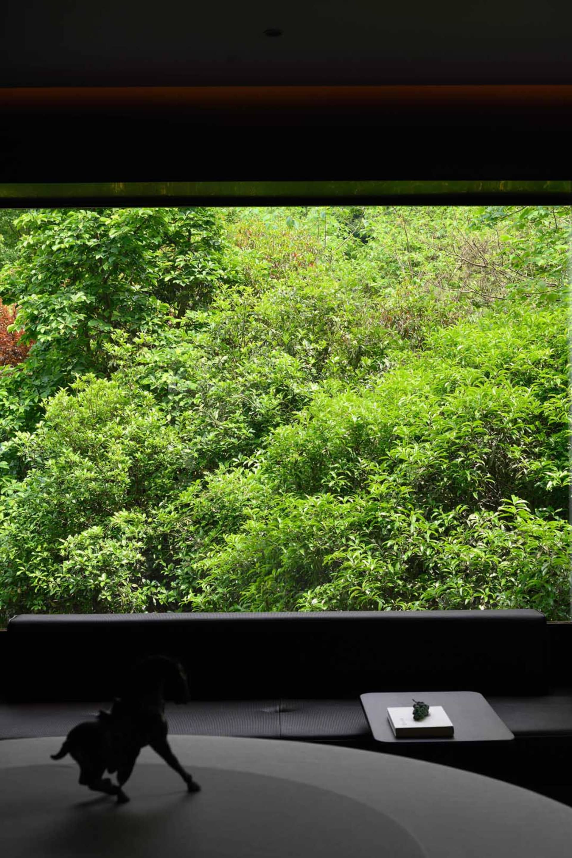 A serene forest view through a glass window with lush green trees and bushes