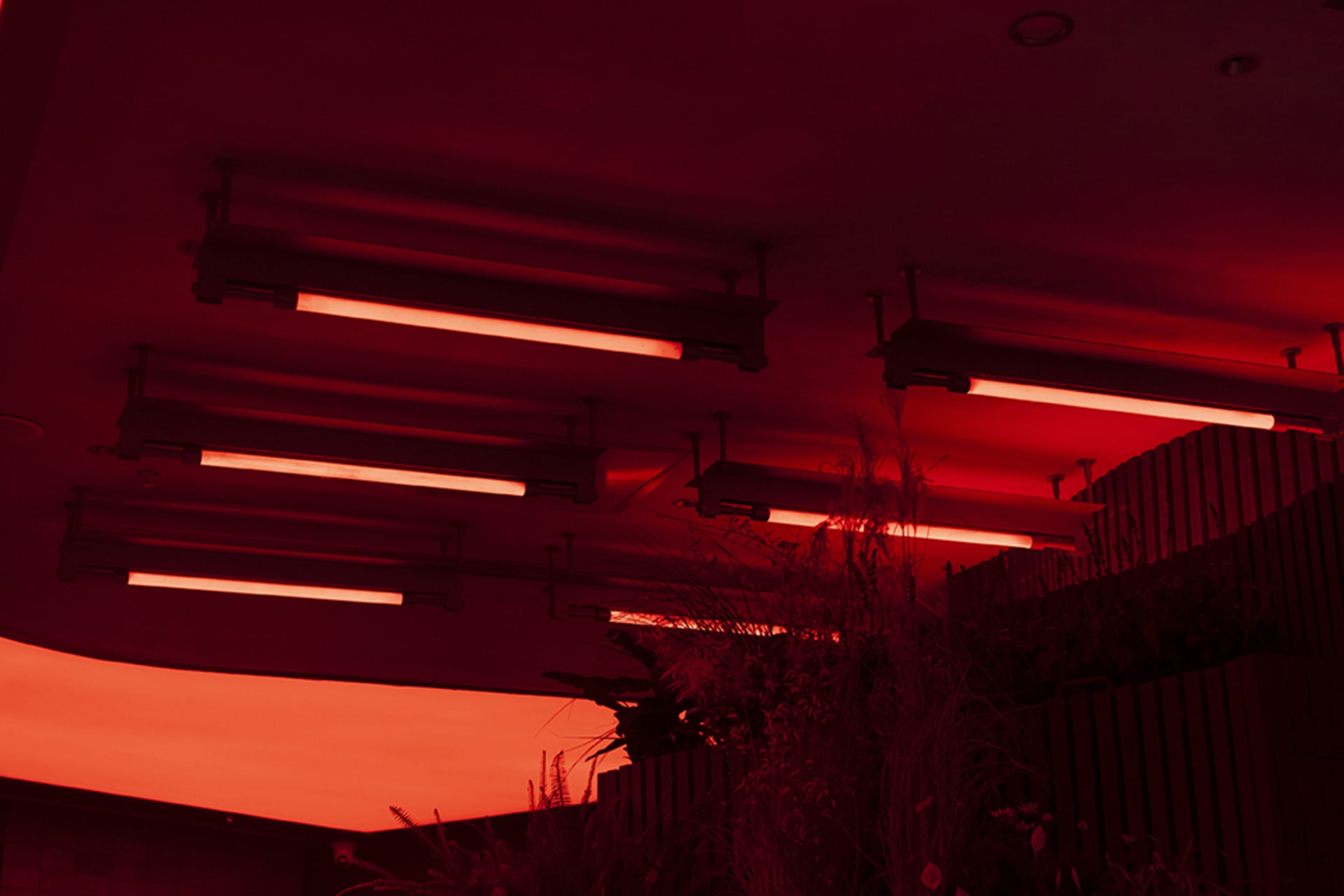 Warm and inviting indoor space with red walls, ceiling lights, and potted plants