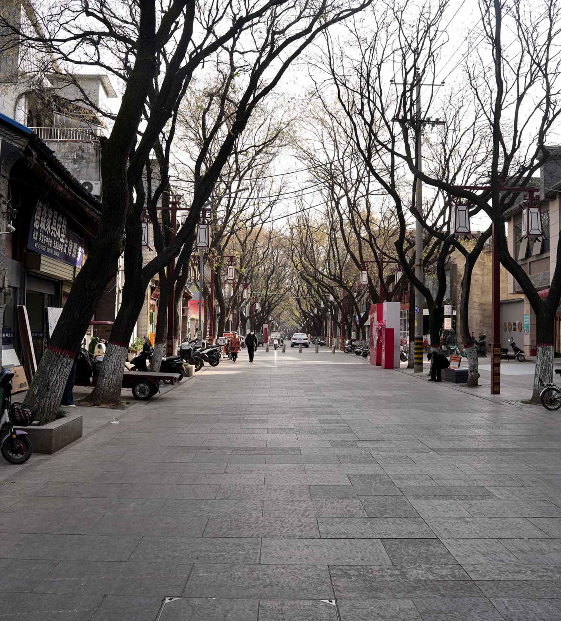 A quiet city street lined with trees and pedestrians, with bicycles parked on the sidewalk
