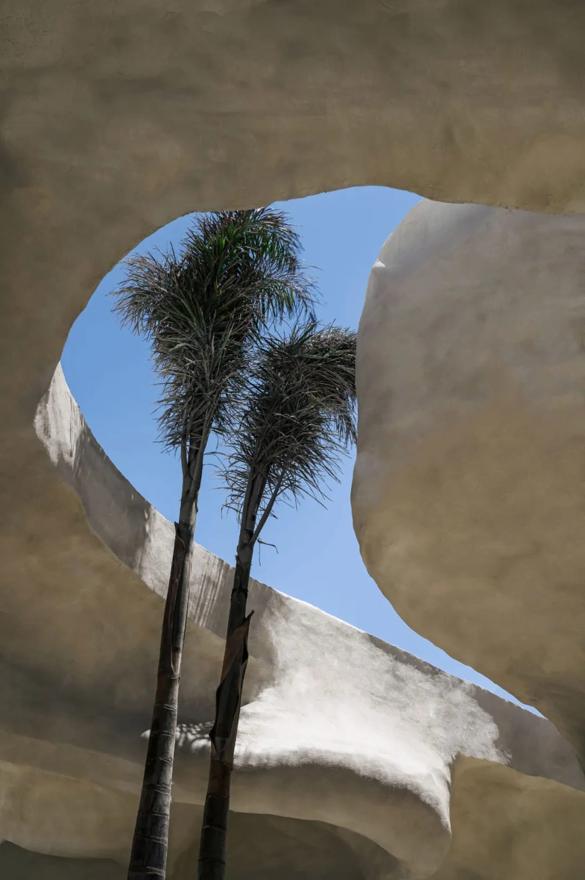 A serene scene with two palm trees in front of a white wall, bathed in sunlight, suggesting a beach or tropical location