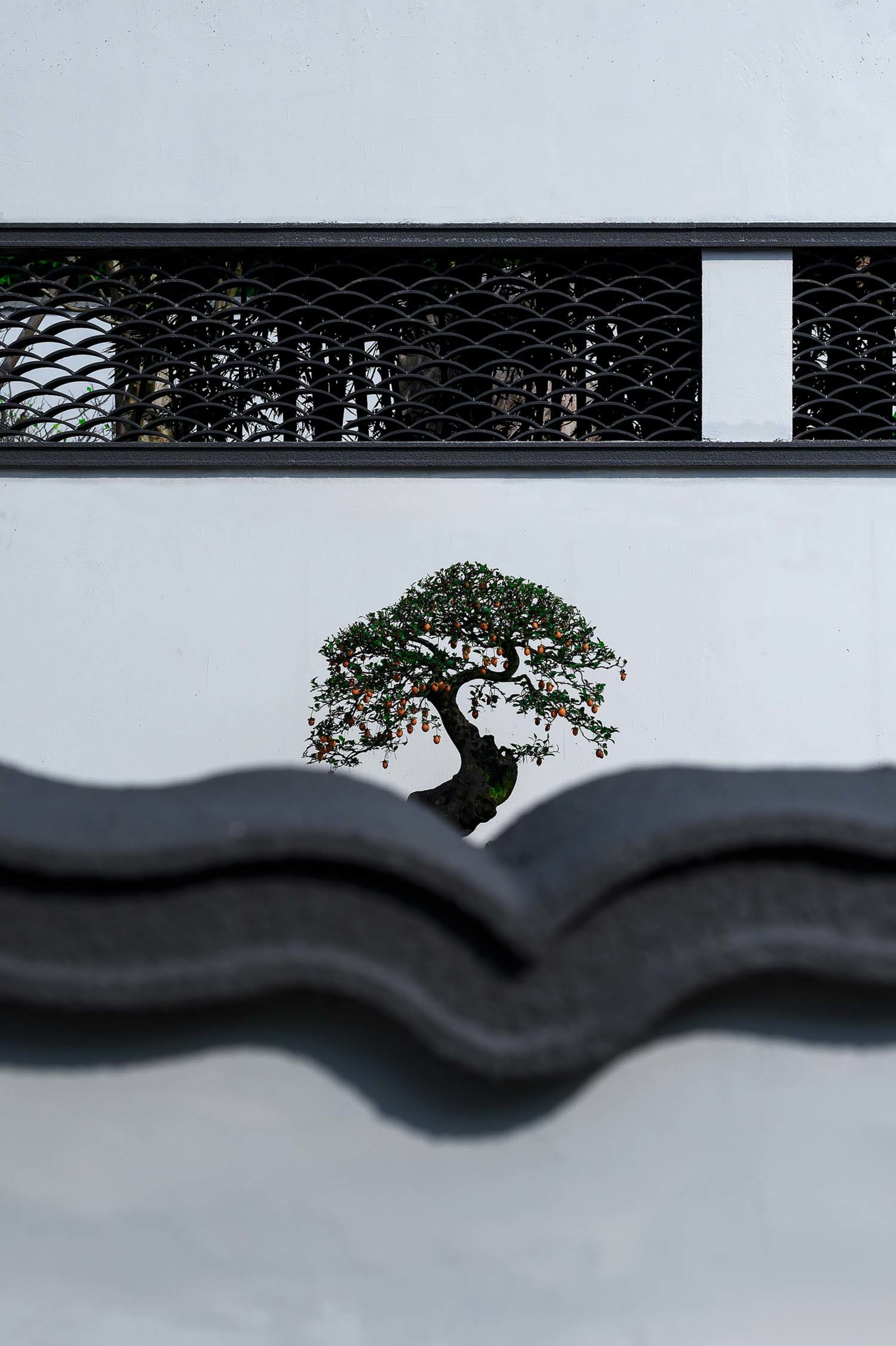 白色建築前一株盆栽樹，黑頂屋頂，置於中性背景前