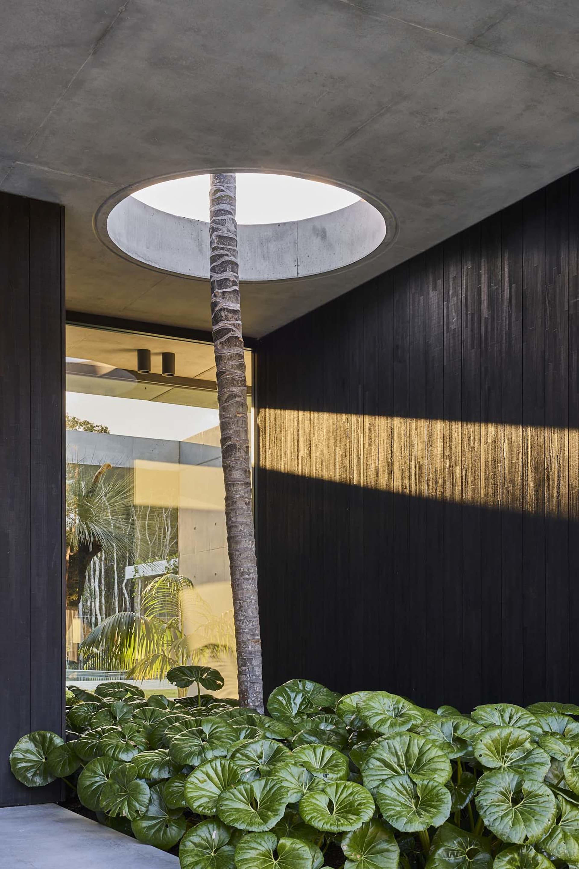 A modern indoor space with a large palm tree, black walls, and potted plants, creating a lush and inviting atmosphere