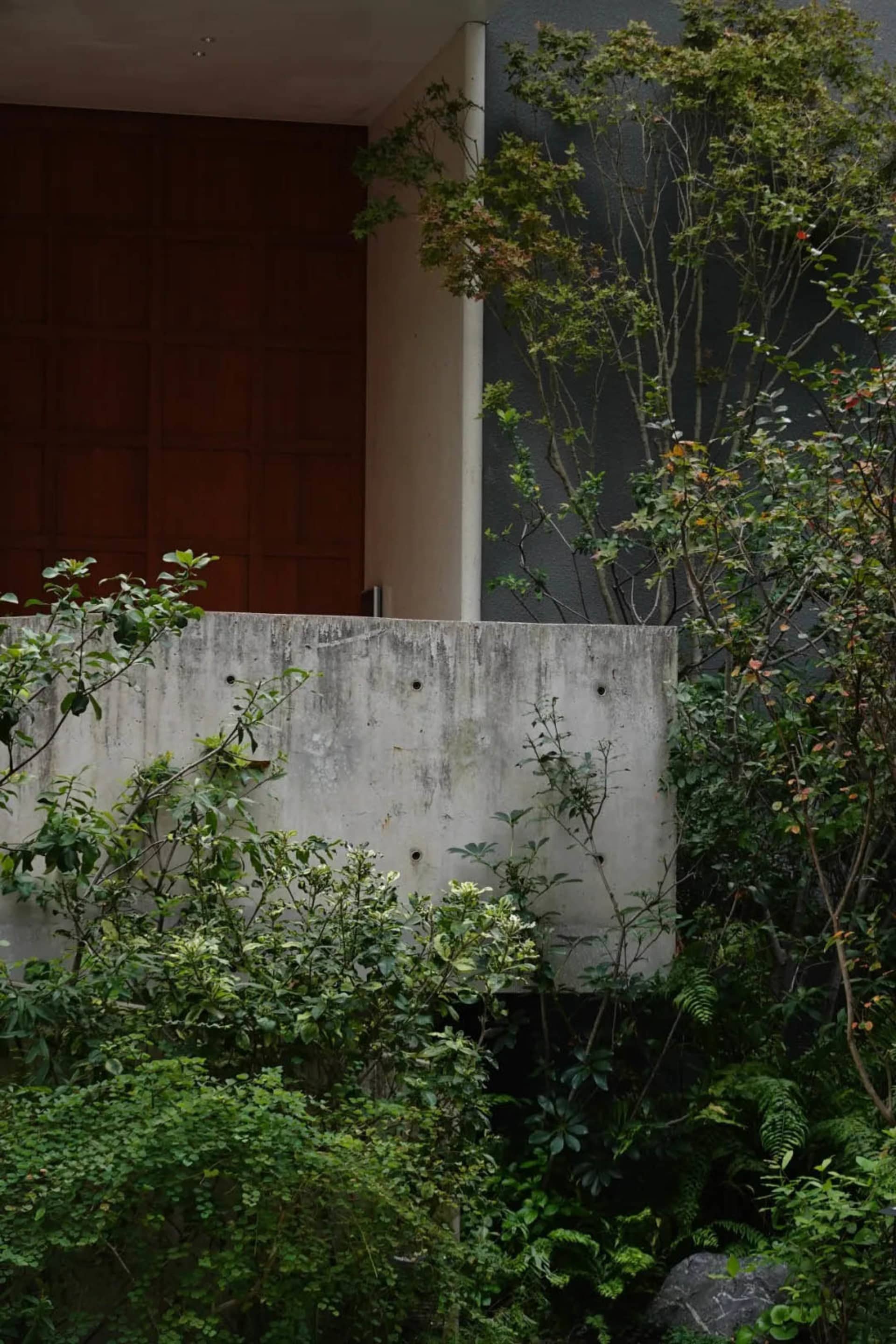 A modern house with a concrete wall covered in ivy, featuring a natural and inviting atmosphere with sunlight streaming in through the open door