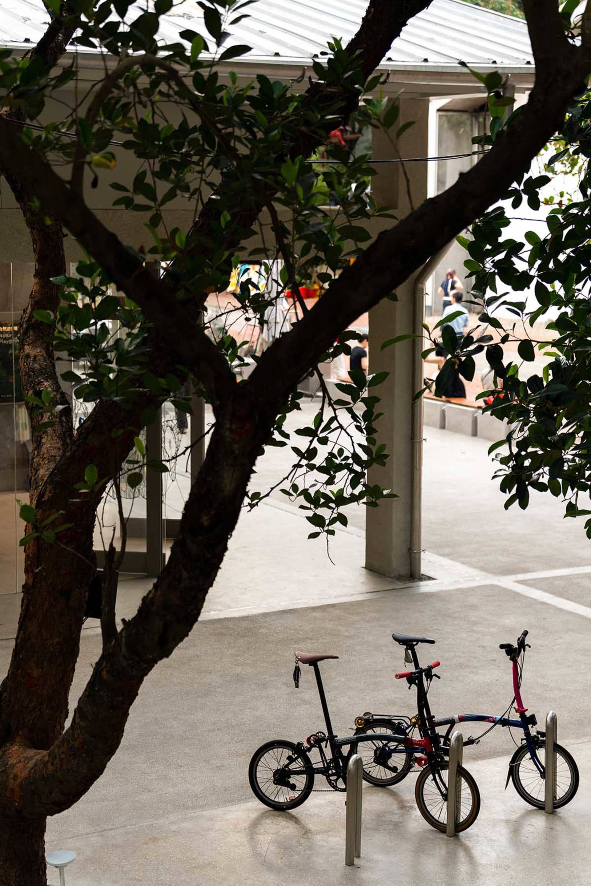A public park scene with several bicycles parked under a tree, creating a relaxed and leisurely atmosphere