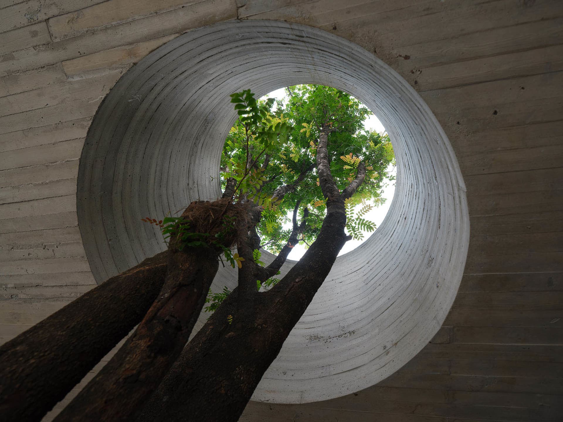 A tree grows through a concrete floor in a dimly lit indoor space, its roots exposed and branches visible