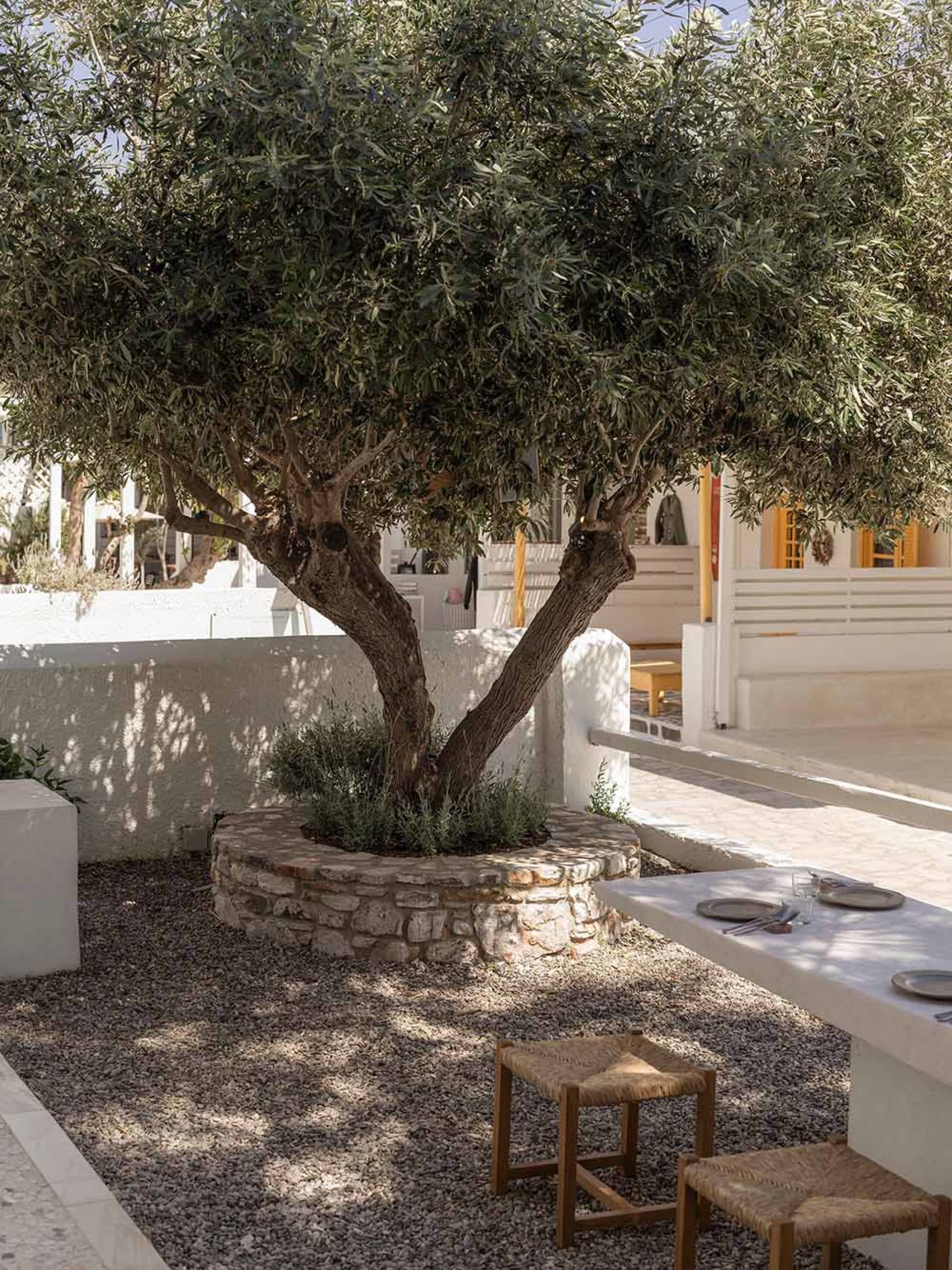 Sunny outdoor courtyard featuring a large olive tree in a circular stone planter, gravel ground, whitewashed walls, and a concrete dining table with woven stools.
