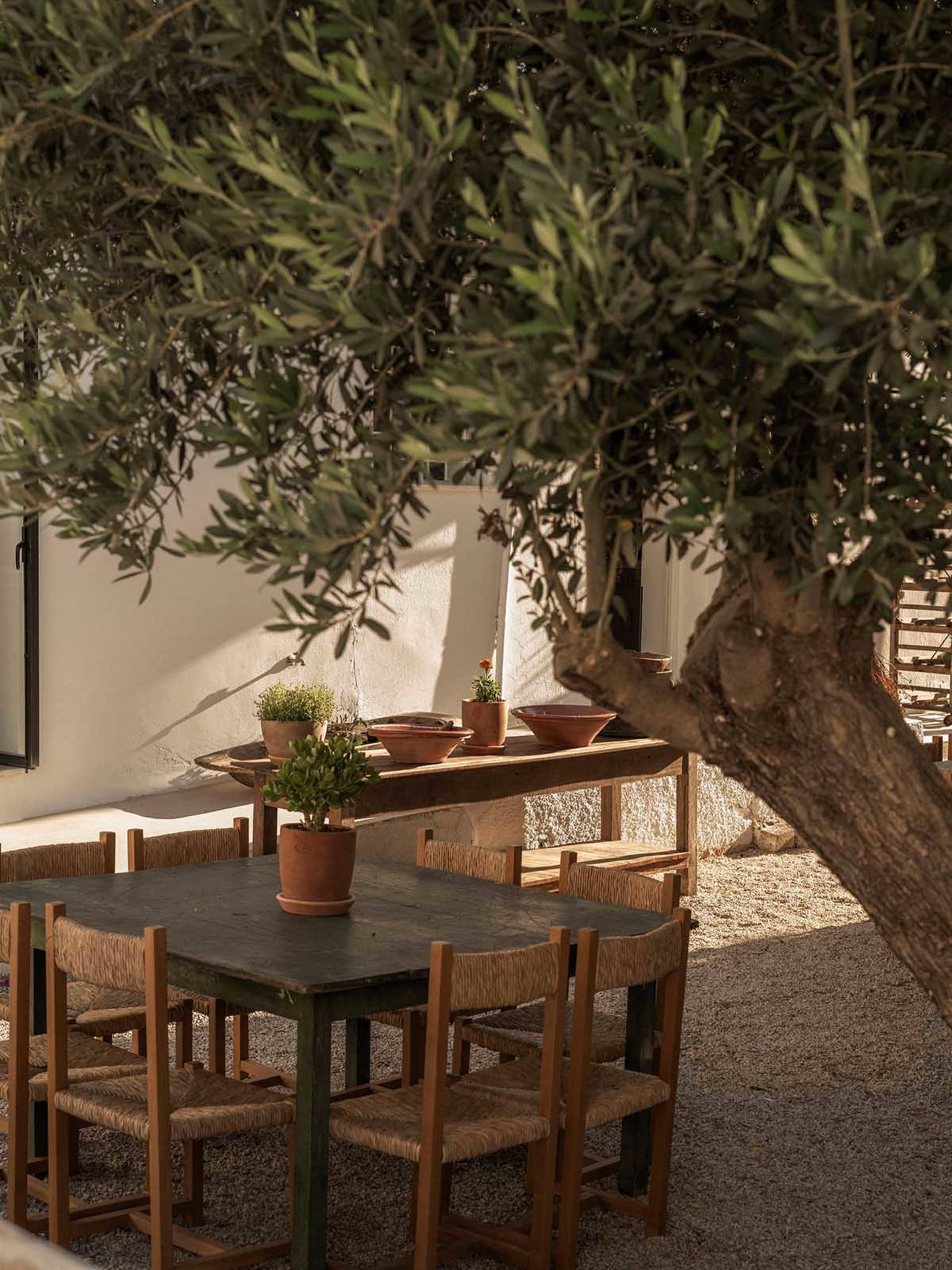 Rustic outdoor dining table with woven rush chairs and terracotta pots set beneath a large olive tree in a sunlit Mediterranean courtyard.