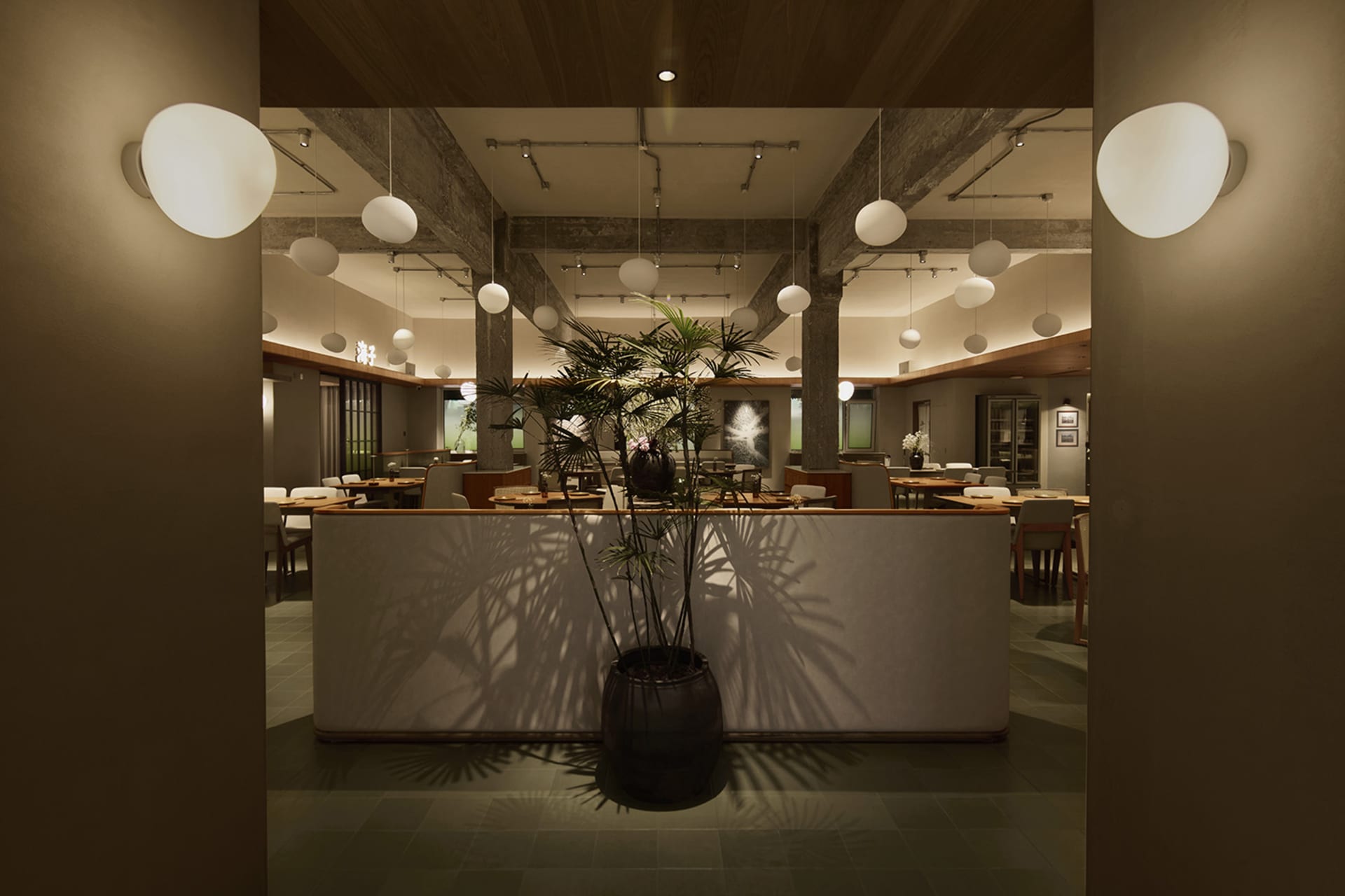 View into a modern restaurant dining area featuring exposed concrete beams, numerous white spherical pendant lights, wooden ceilings, and a large potted palm casting shadows on a light partition wall.
