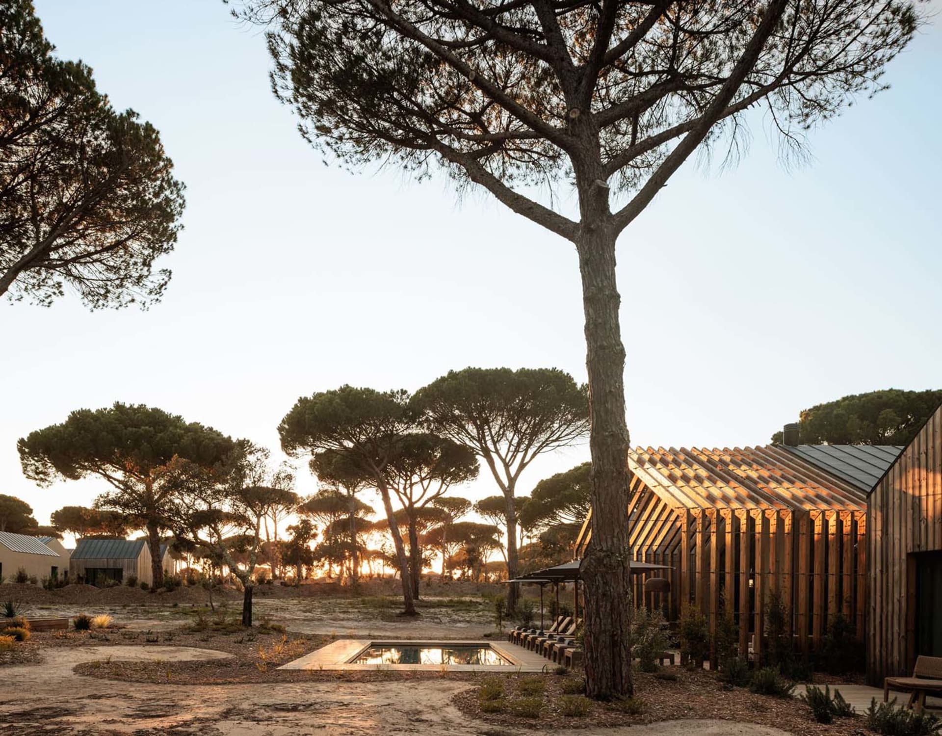 Modern wooden villa with vertical slatted facade and a large pine tree in the foreground, surrounded by a courtyard with a rectangular reflecting pool at sunset.