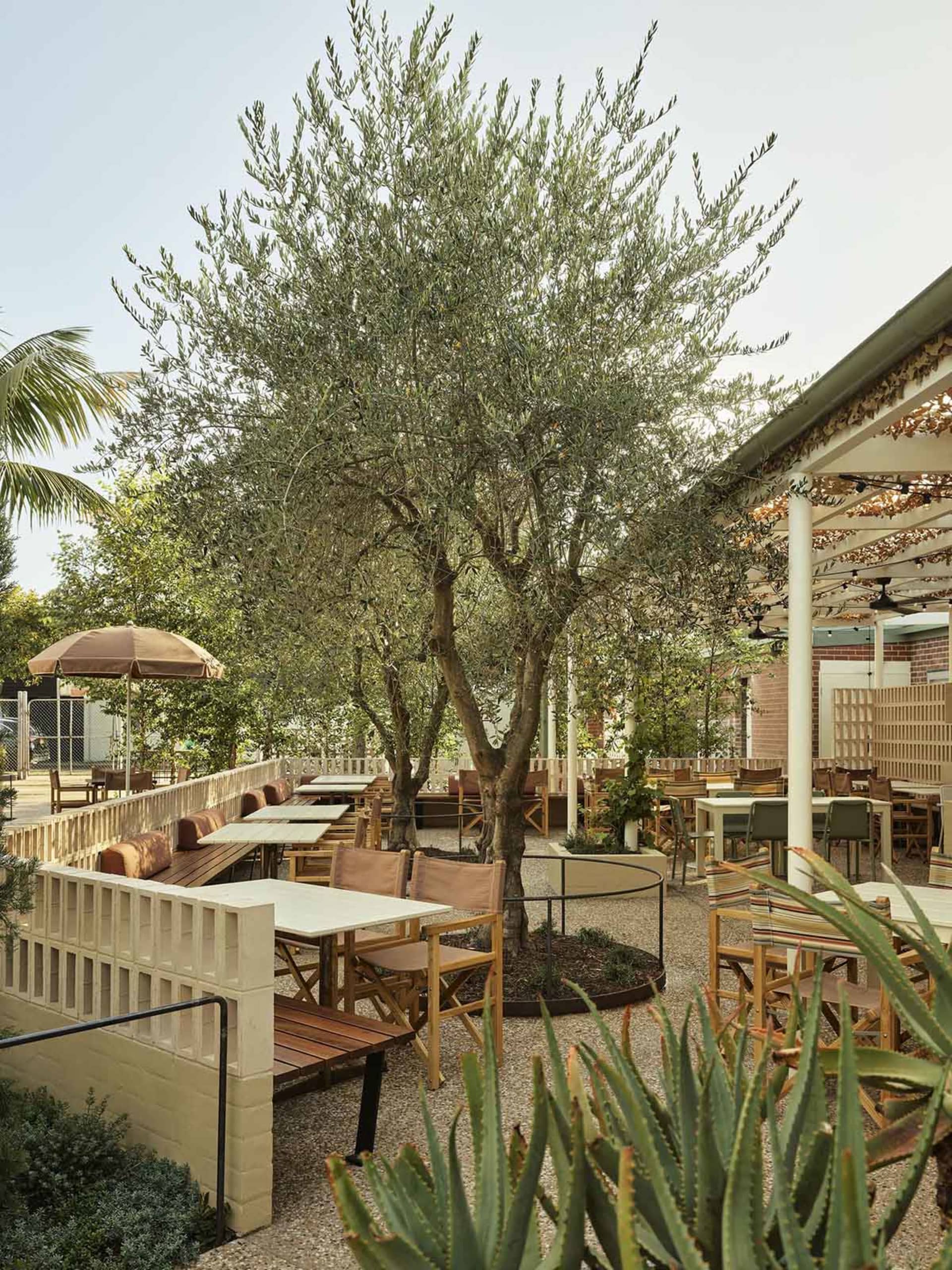 Outdoor restaurant patio shaded by a large olive tree, featuring wooden tables, canvas director chairs, concrete block planters, and gravel ground cover under a pergola with string lights.