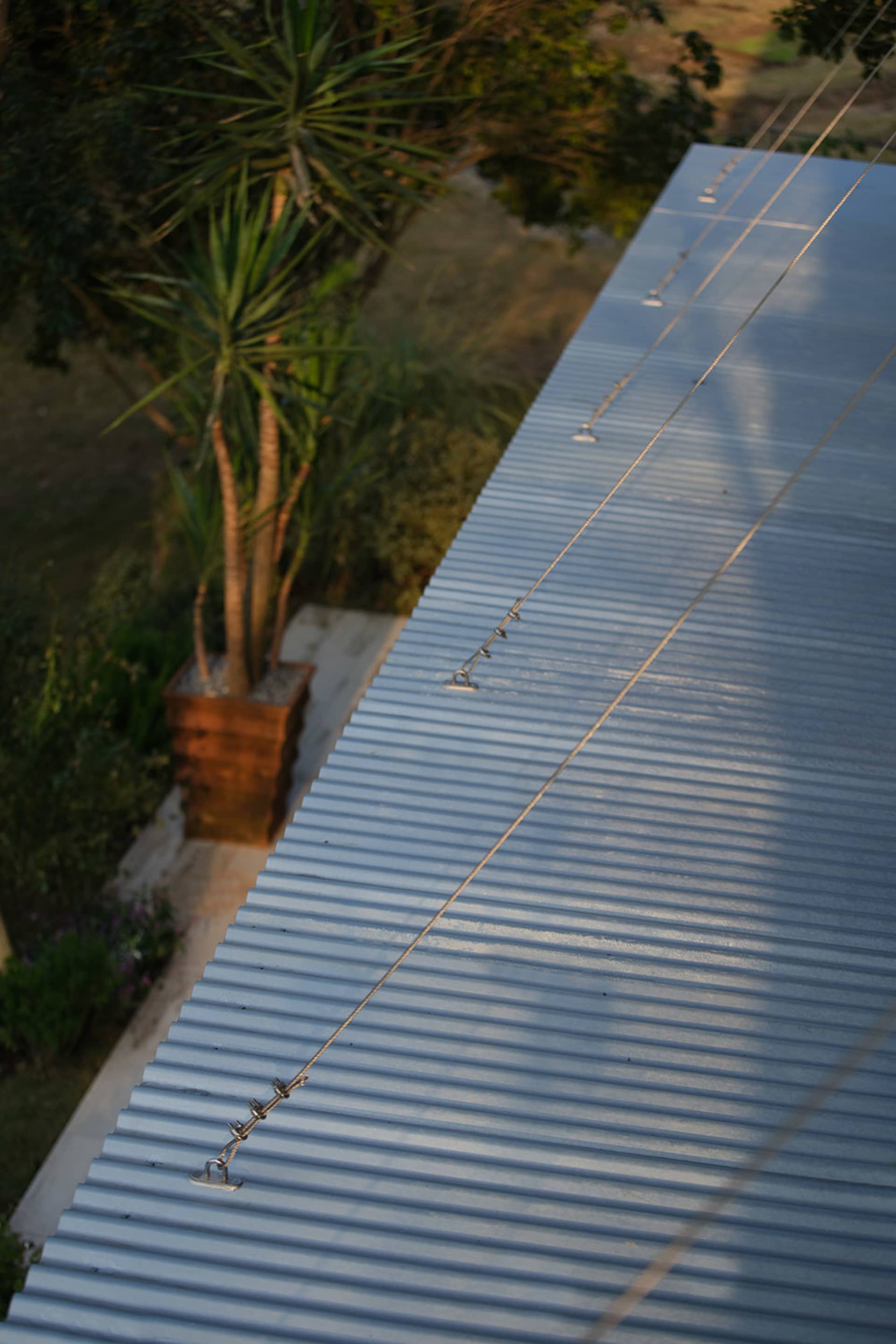 High-angle view of a modern corrugated galvanized steel roof on an outdoor terrace, with a large potted Dracaena plant and lush greenery in the background under golden sunlight.