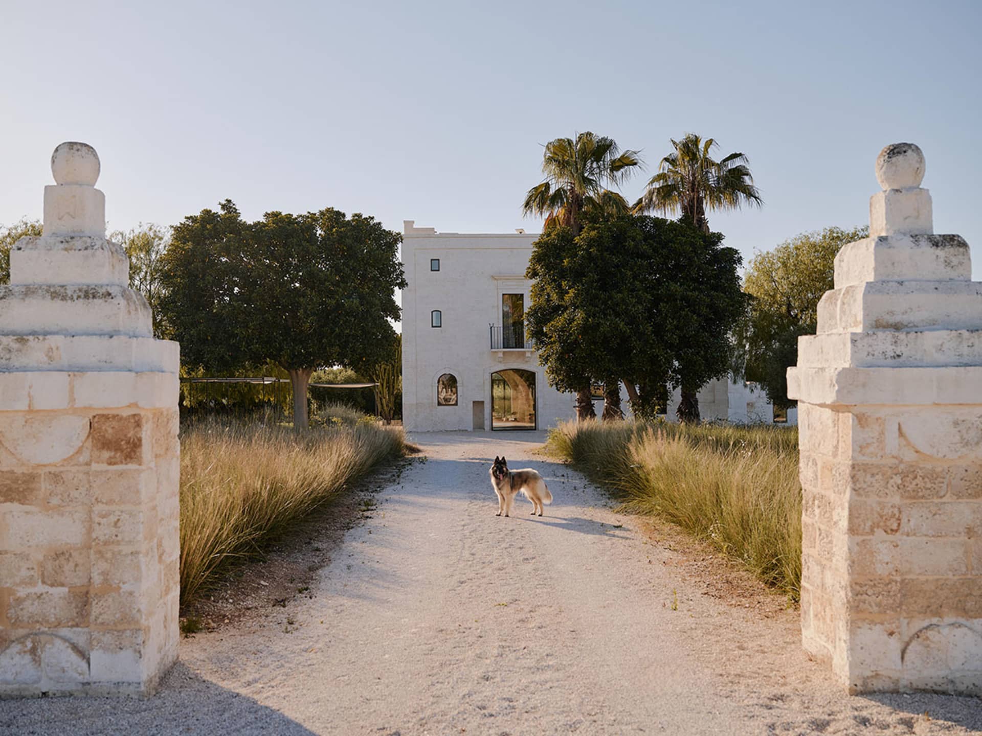 A German Shepherd stands on a gravel path between two large weathered limestone gate pillars, leading toward a white Mediterranean-style villa surrounded by palm trees and tall grasses under a clear blue sky.