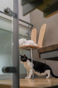 A black and white cat sitting on the floor next to a wooden chair with a stuffed animal on top.