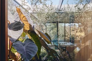 A lush indoor garden with various plants visible through a glass window, showcasing a serene and natural atmosphere.