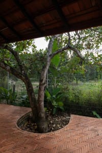A tree surrounded by a brick-paved area with a wooden overhead structure and a wire fence in the background.