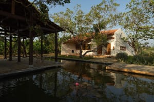 A minimalist residential exterior with a small water feature adorned with floating pink water lilies.