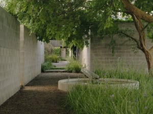 A modern garden featuring concrete pathways, tall grasses, and lush foliage.