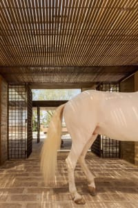 A white horse with a long, flowing tail stands in a stable with a wooden slatted ceiling and stone flooring.