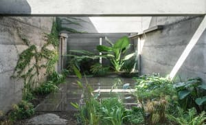 Concrete patio surrounded by lush tropical plants and green vines