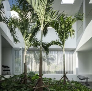 A minimalist indoor garden featuring tall, lush palm trees and wooden planters.