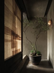 A minimalist interior featuring plants in a rustic pot, casting intricate shadows on light-colored fabric and textured walls.