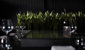 Modern restaurant bar with black glass countertop and green foliage decor.