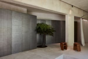 A modern living space with concrete walls and a palm tree in the center.