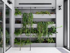Metal ladder with various green plants attached to a grey wall.