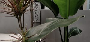 Modern commercial interior space featuring green plant leaves in a minimalist design