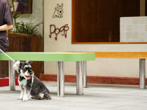 A small dog sits under a modern, minimalist table in an urban outdoor setting.
