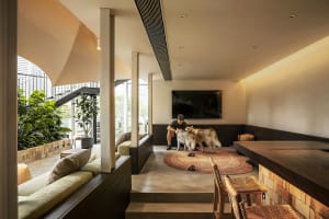 Modern living room with concrete floor, wooden benches, and two huskies playing on a brown rug.