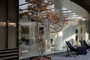 A modern office space with glass walls and a tree in a pot.