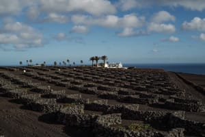 Lava rock fields with terraces and palm trees under a partly cloudy sky.