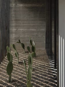 Minimalist interior design featuring cactus plants in gravel on a concrete floor.